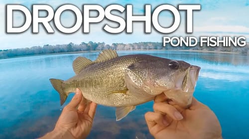 Pond Fishing with a Dropshot