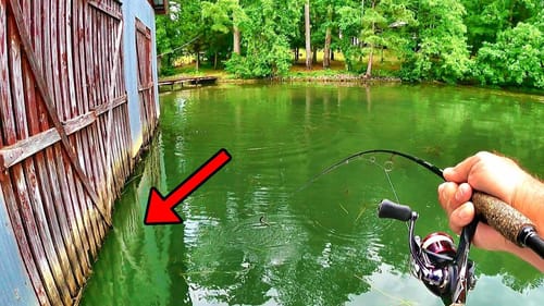 BIG FISH LURKING AROUND PANFISH BEDS!!! (How To Catch Them!)