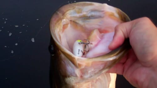 Top Water Largemouth Bass Fishing. Big Bass and Alligators.