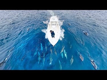 Nature Is MENTAL, Surrounded by Sea Life - Catch & Cook - Part 2