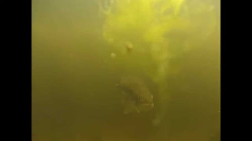 Spawning bass(Underwater footage)