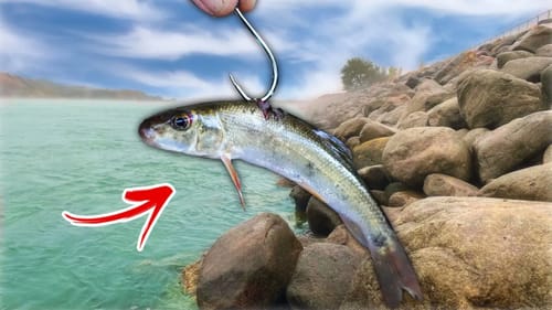 Trophy PERSONAL BEST Fish INHALE Big Live Bait!! (GIANT BASS)