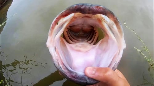 GIANT BASS in a CITY POND?! (INSANE)