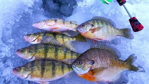 SMASHING Jumbo Panfish through the ICE!!!