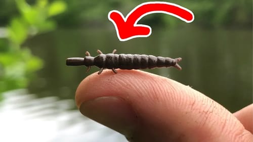 TINY Lure = NEW PB!!! (Giant Fish)