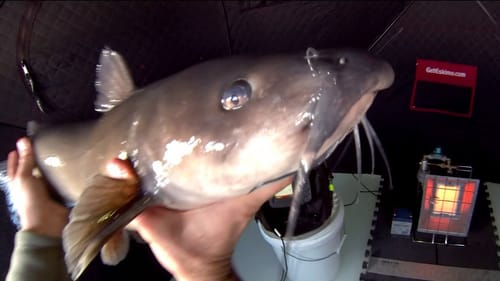 Ice Catfish 12-26-2013