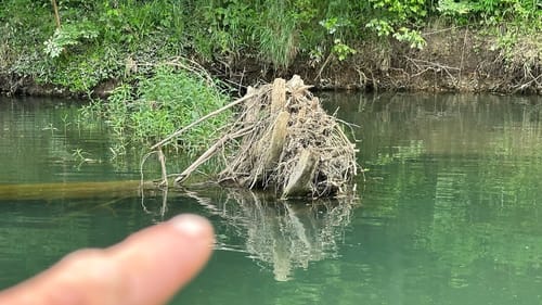 The Art Of Rootwad Fishing…