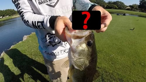 Downtown Orlando Golf Pond! SO MANY BASS!!