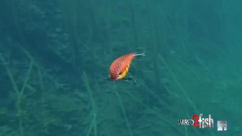 Bay Rat Lures Battle 1.5 Crankbait Underwater Video [Tackle Review]