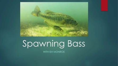 Bed Fishing 101 : How to Catch Bass During Spawn w/ Ish Monroe