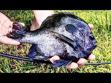 2 LB LINE CHALLENGE for HUGE BLUEGILL!