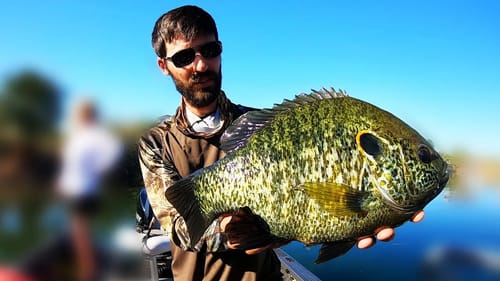 FISHING for SUNFISH OVER 2 lbs!!!