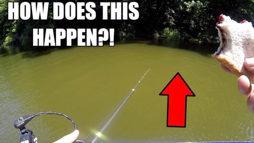 One of the CRAZIEST days I've ever had Bass Fishing!
