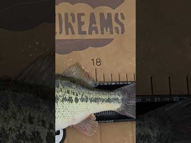 Online BigBassDreams Tournament is NOW LIVE on the Fishing Chaos app!