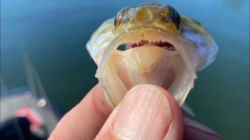Why Anglers Harvesting Bass Is Not Necessary To Maintain A Healthy Lake