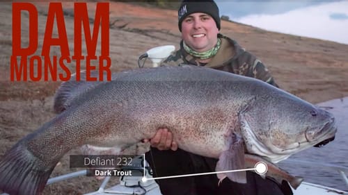 Swimsanity Down Under - Murray Cod Metery from Australia