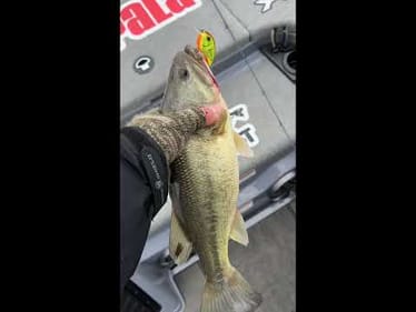 Muddy water, Rapala OG Tiny, Largemouth bass. Pretty solid trio! #bassfishing