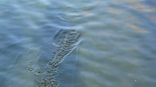 Swimbait Review: TackleKraft Native Gill Cover Glide