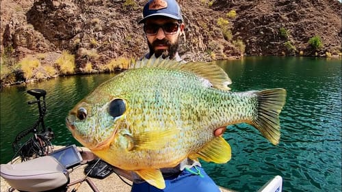 A 3.5 LB BLUEGILL!!!
