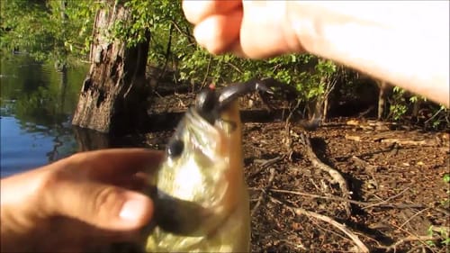 Day 2 Bass Fishing Secret Spot ||WACKY RIG||
