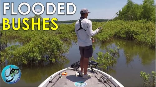How to Fish Flooded Bushes for Summer Bass
