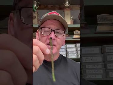 Best Shaky Head Trick Ever