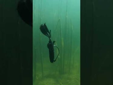 Strike King Rage Bug Underwater