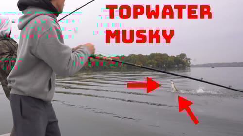 Fishing For Minnesota Metro Musky With Big Swimbaits! Fish of 10,000 Casts!