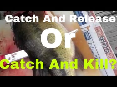 The Case For Releasing Bass To Be Caught Again Another Day