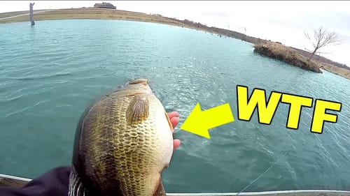 This Farm Pond has GIANT Mutant Bass!!! (Jon Boat Fishing)