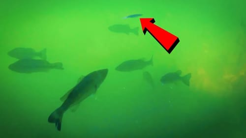 Underwater Fluke Fishing with NEW Rigging Tricks For Deeper Water!