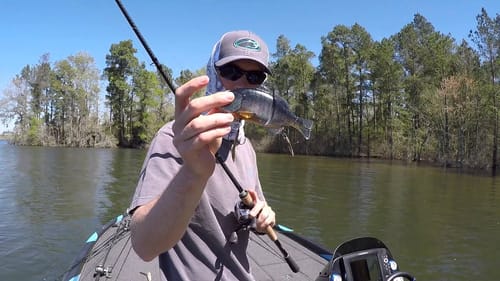 Bluegill Bait Gets Bedding Bass Fired Up