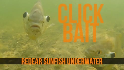 Redear Sunfish aka Shellcrackers Underwater