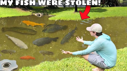 Someone STOLE My Pet Fish… AGAIN!