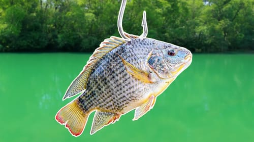 Fishing for MONSTER Fish w/ Livebait!