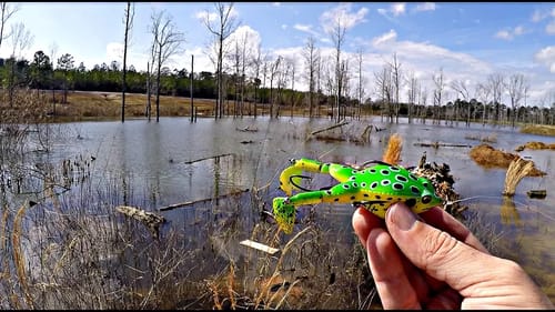 Frog Fishing Tournament!!