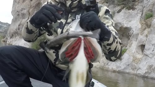 Big Ugly Bass on the Mattlures Glide Trout Swimbait