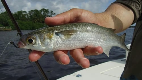 Fishing With Live Mullet