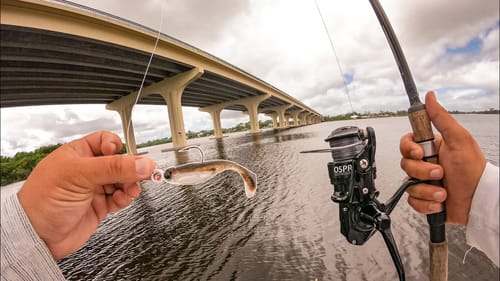 Exploring New Water With a New Sick Swimbait