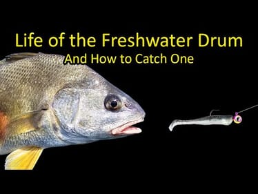 Life of the Freshwater Drum (Sheephead) and How to Catch One