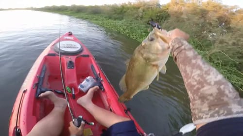 10lb Bass on Topwater Frog
