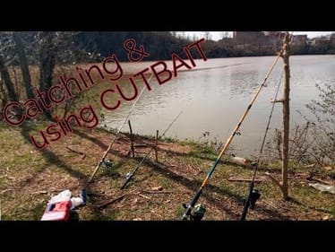 The Search for BIG CATFISH CONTINUES