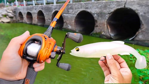 Fishing for 10lb Bass in SMALL Pond!