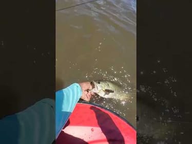 Summertime Topwater Fishing