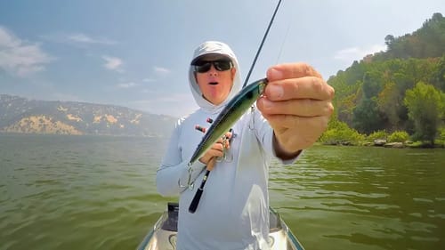 4 Jerkbaits You've Got To Try This Fall