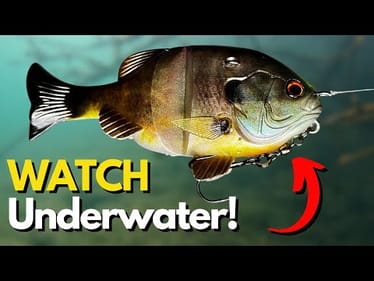 Have You SEEN This Swimbait Underwater? (New Japanese Swimbait!)