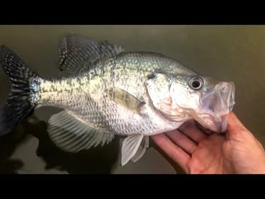 POND FISHING for TEXAS CRAPPIE!