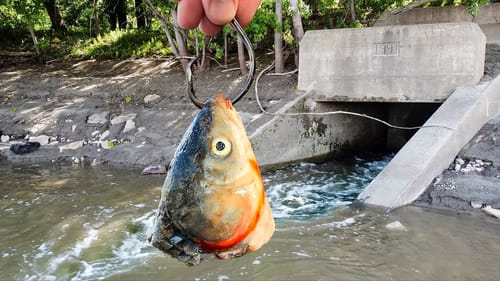This HIDDEN Spillway was Hiding a Monster!!! (Biggest of the YEAR!)