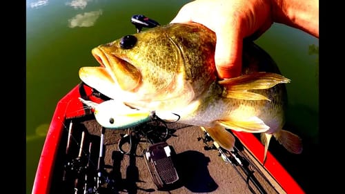 Deep Diving Crankbait Fishing - Mega School of Bass