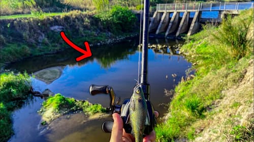 There are GIANT Fish in This Tiny Hidden Pool!
